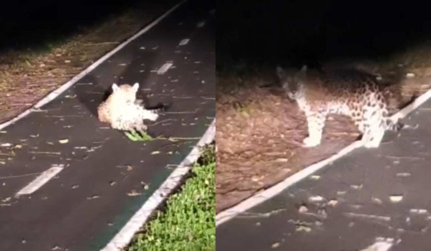 Onça flagrada em ciclovia do Parque Nacional do Iguacu em pé e deitada