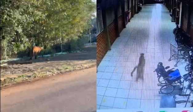 Onça-parda em Cascavel