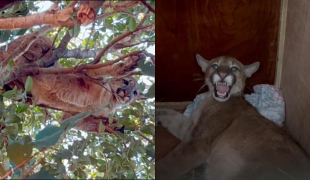 Onça-parda encontrada no Paraná