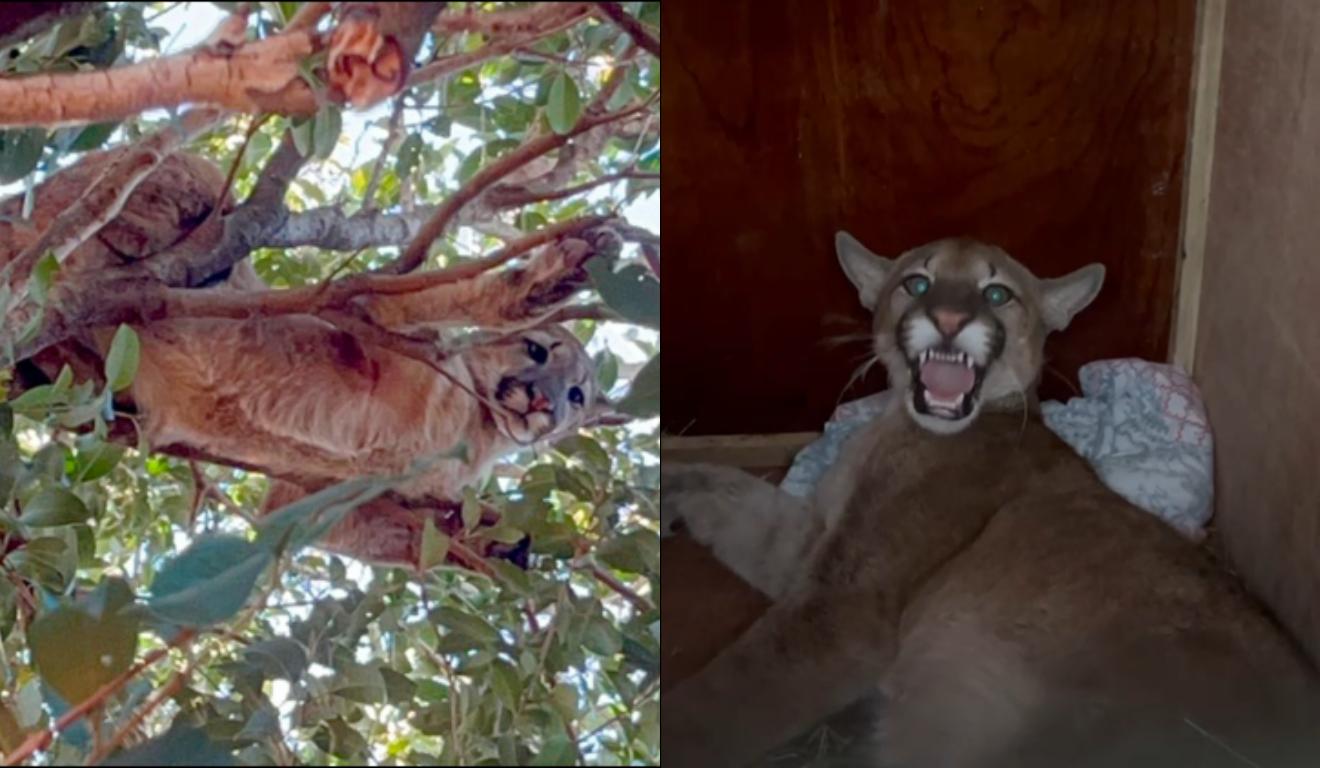 Onça-parda encontrada no Paraná