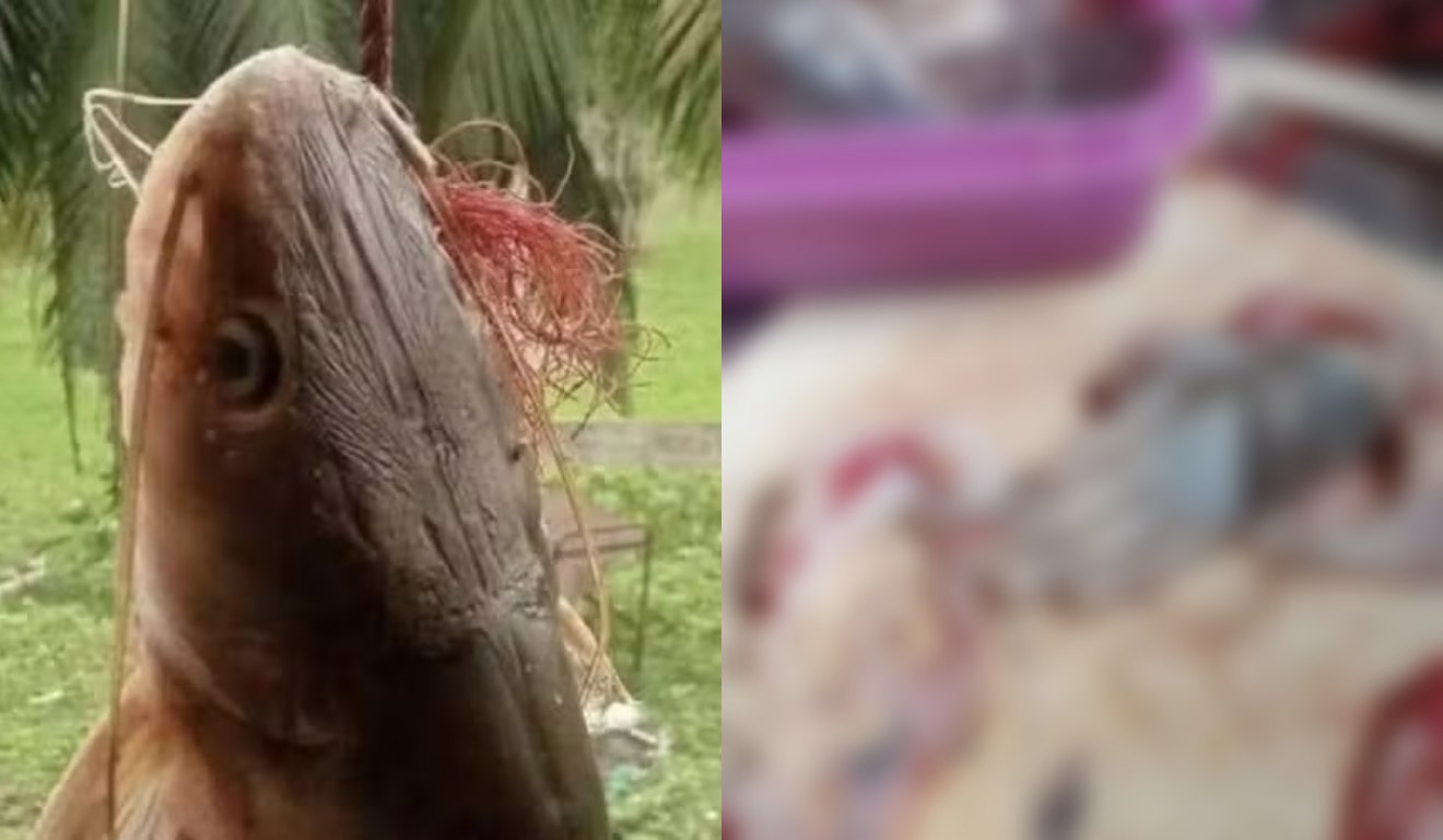 Mão encontrada em bagre