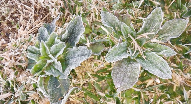 Geada em General Carneiro