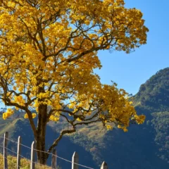 Previsão do tempo para domingo (09/11) em Umuarama