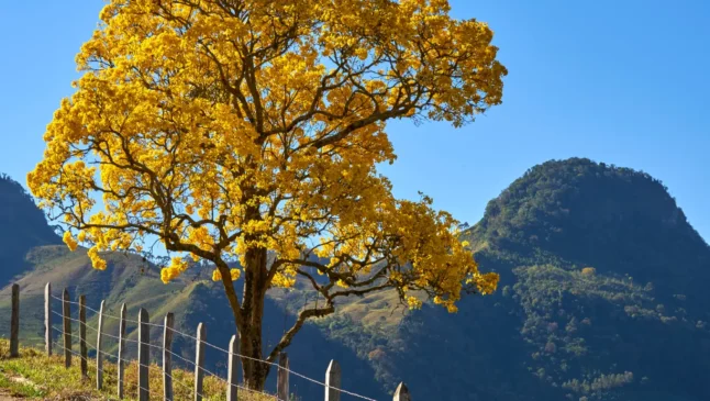 Previsão do tempo para sábado (25/10) em Paranavaí