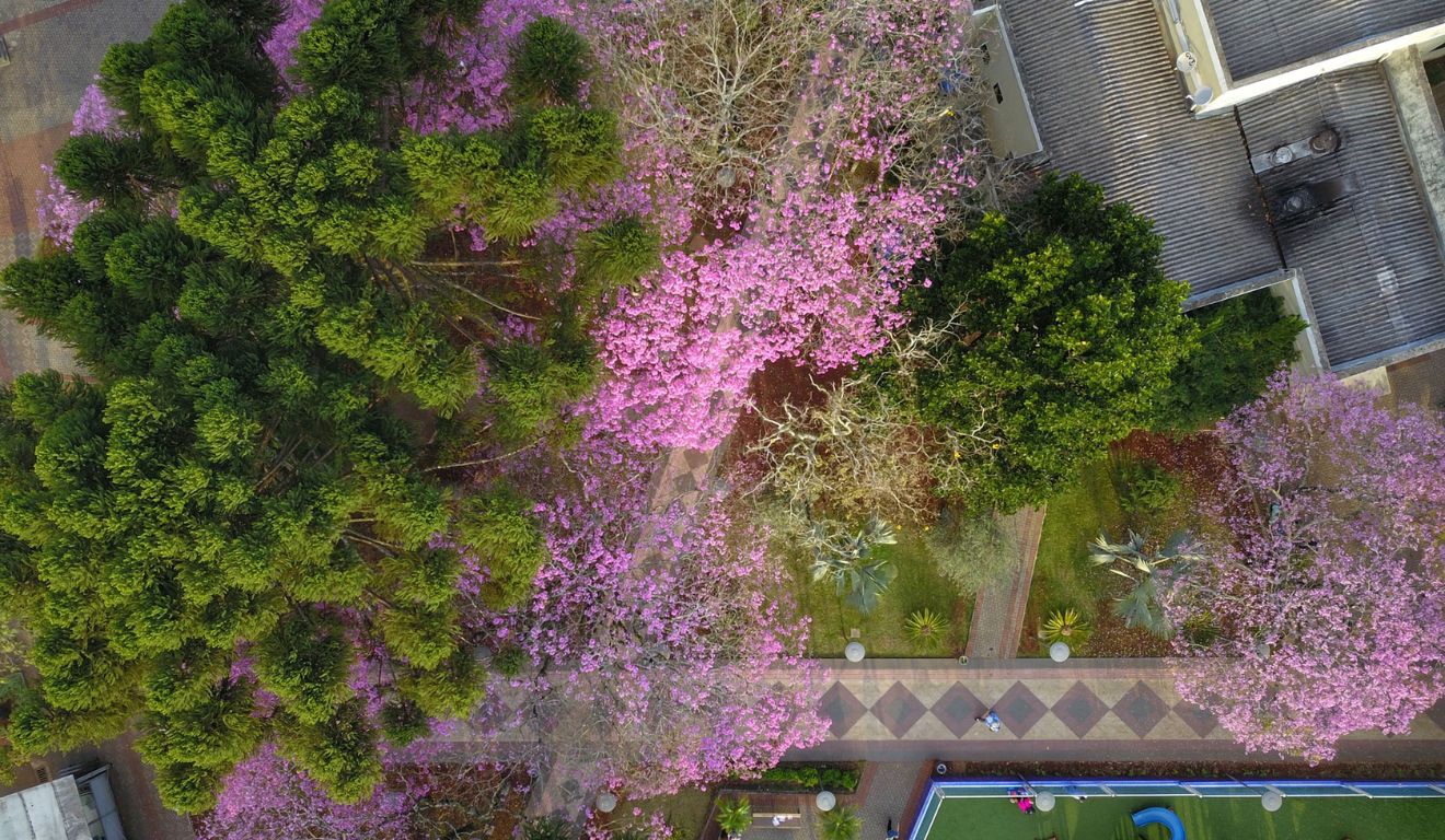 Visão aérea de árvores frutíferas, símbolo da primavera no Paraná