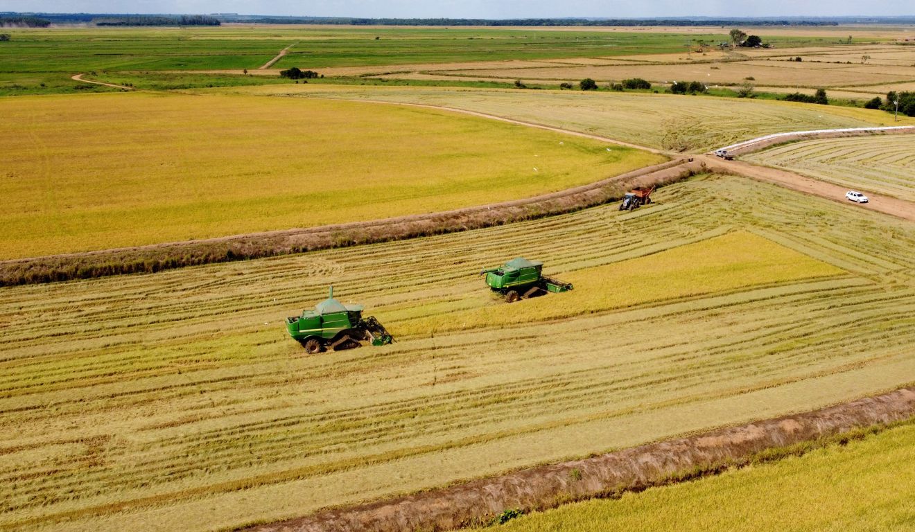 Colheitadeiras em lavoura de grãos no Paraná; estado deverá ter safra recorde no ciclo 2024/2025