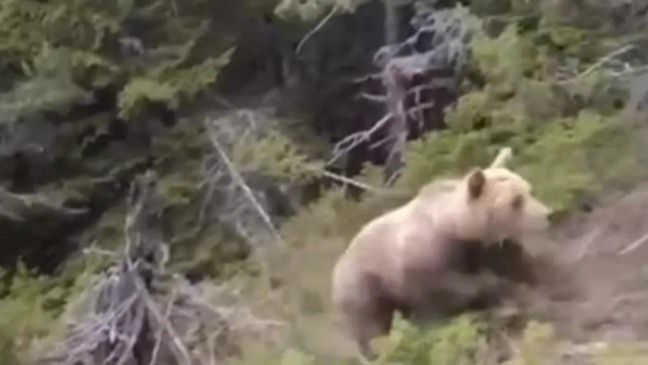 Alpinista filma urso-pardo