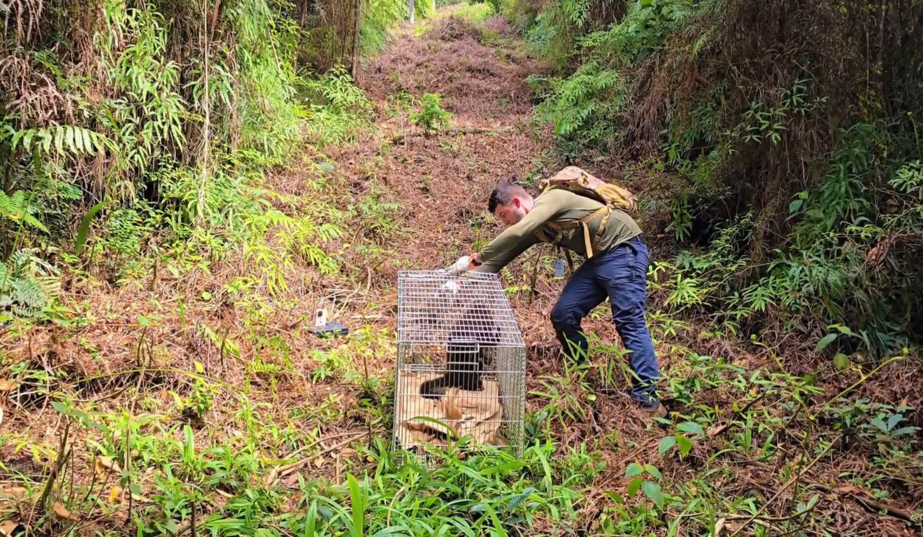 Bugio-Ruivo foi resgatado no Paraná pelo IAT