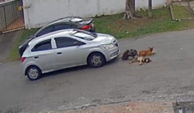 cães sendo atropelados em Piraquara