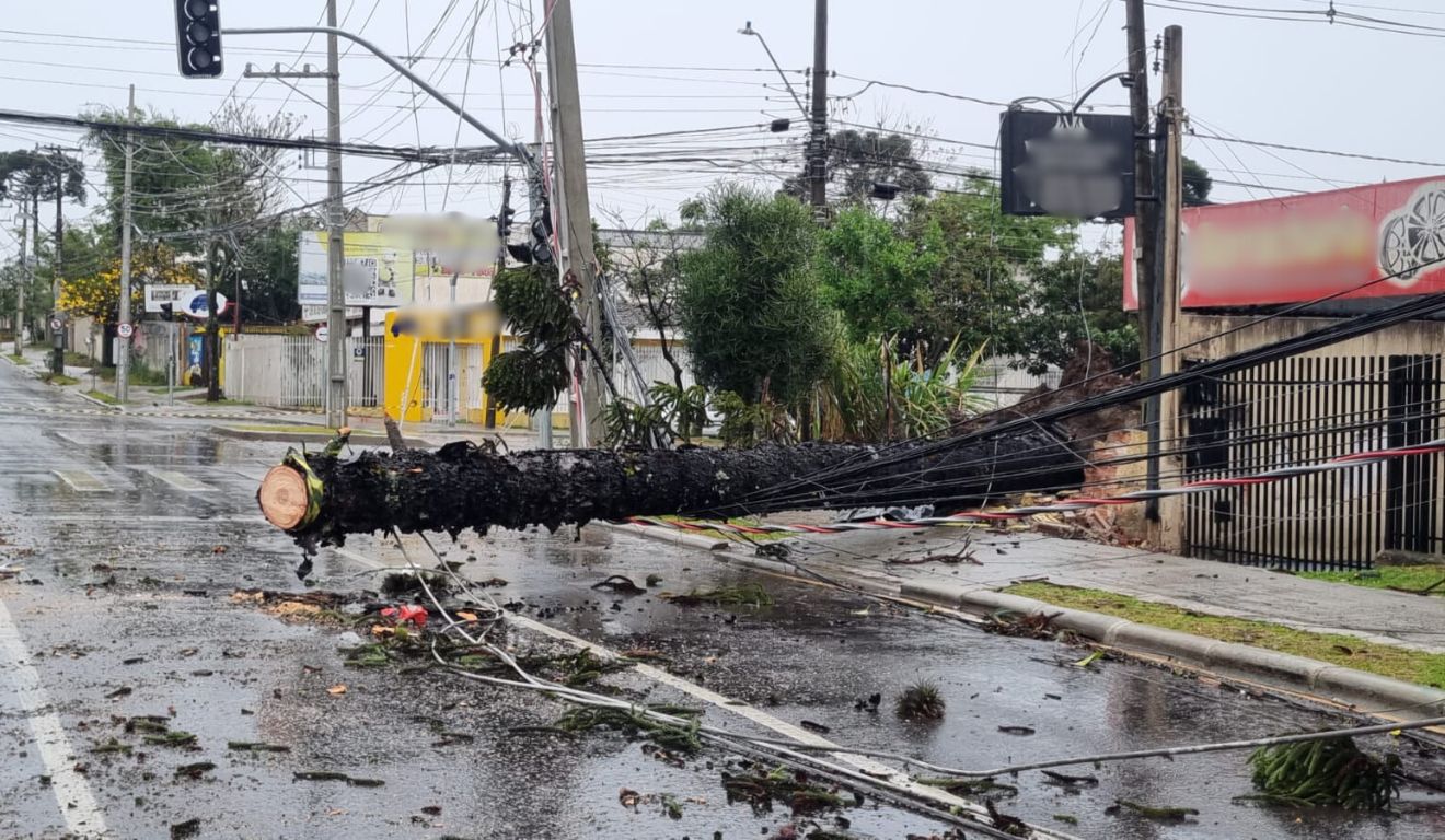 Queda de árvore durante chuva em curitiba