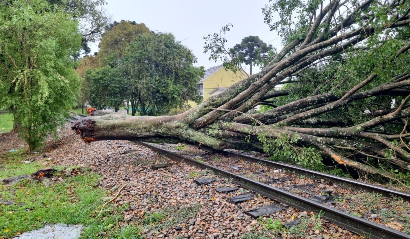 Queda de árvore durante chuva em curitiba