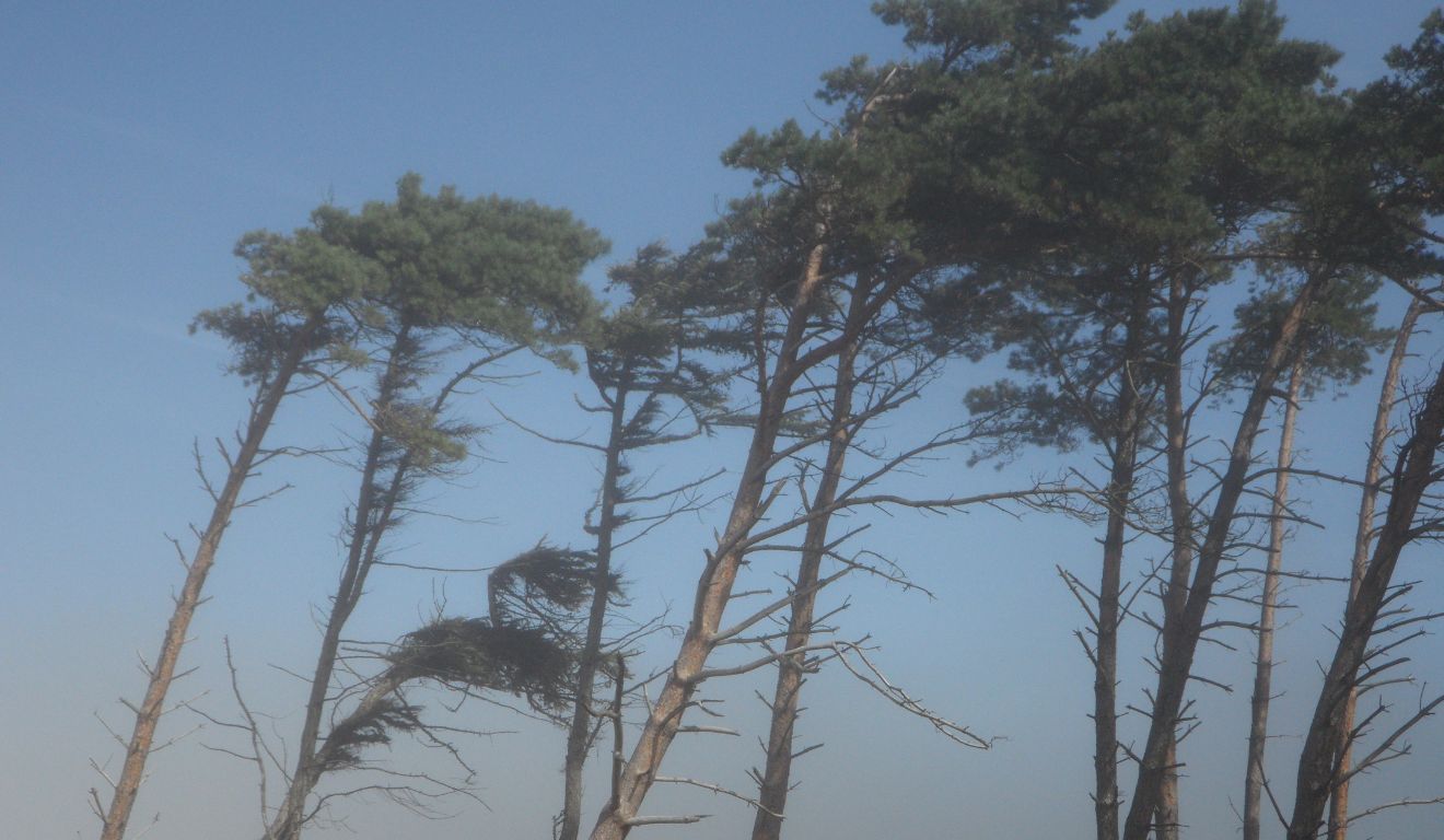 vento forte para ilustrar a chegada do ciclone extratropical no Paraná