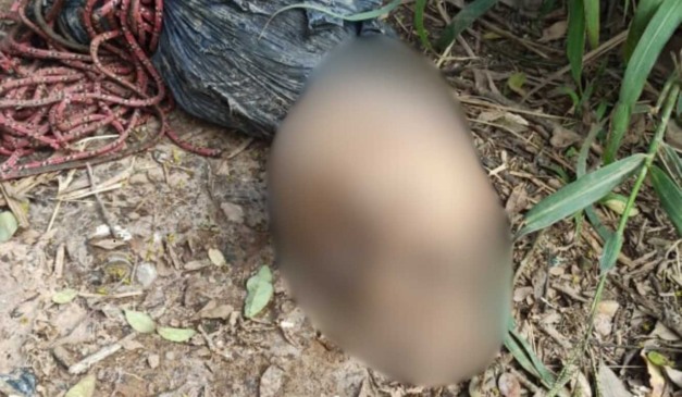 crânio encontrado em são josé dos pinhais