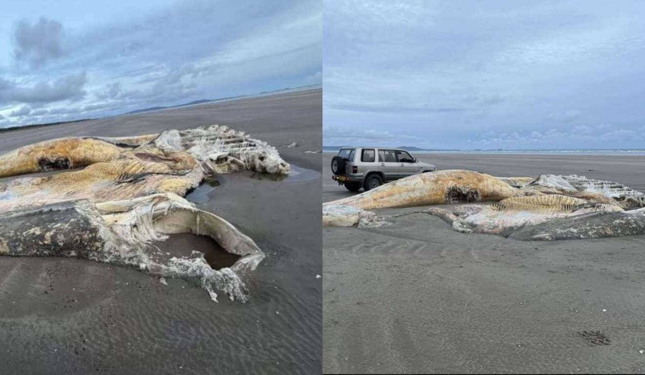 Criatura marinha misteriosa em praia