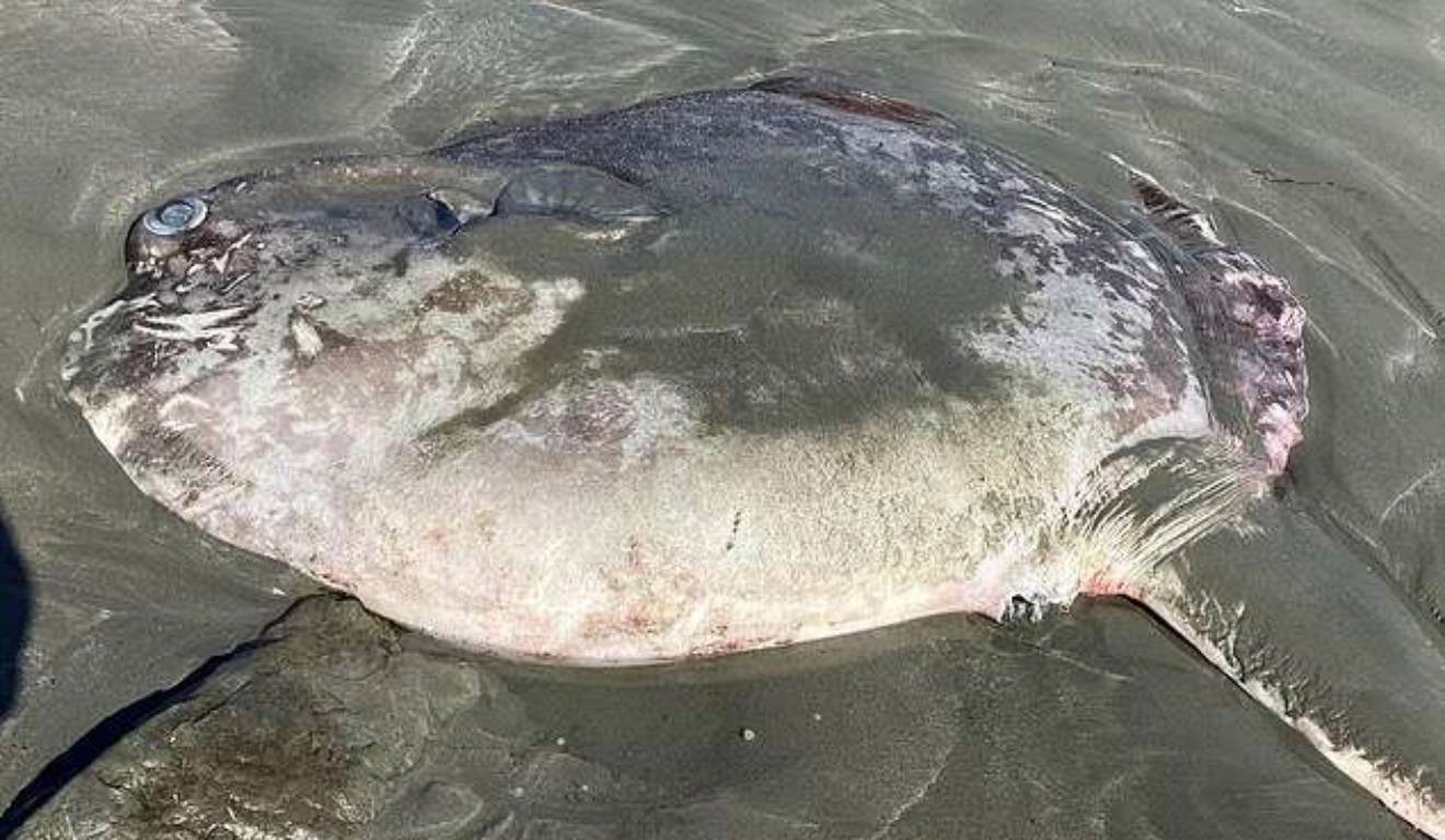 Criatura encontrada em praia