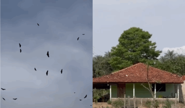 Imagem dos urubus sobrevoando o sítio dos suspeitos.