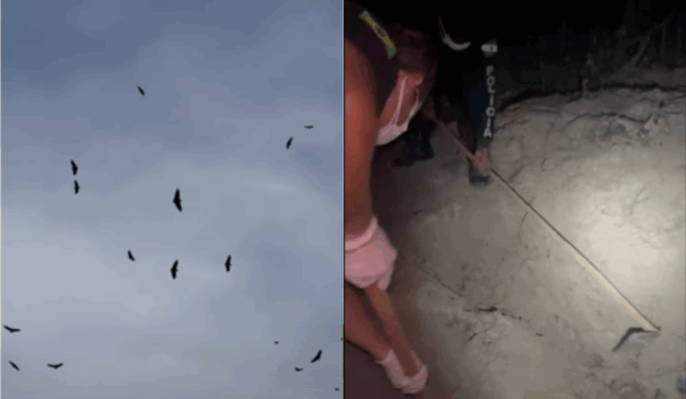 Imagem dos urubus e do local onde os corpos foram encontrados.