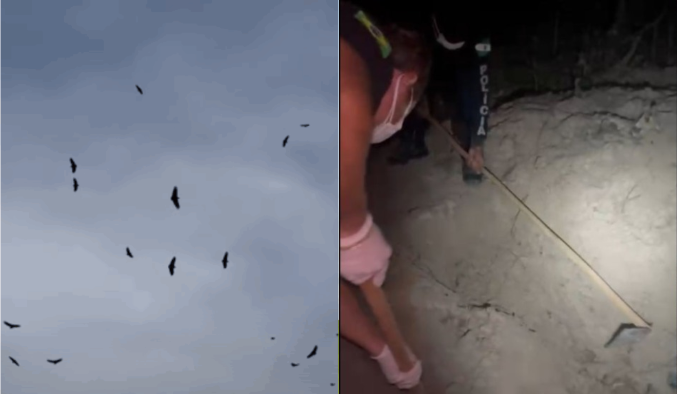 Imagem dos urubus e do local onde os corpos foram encontrados.