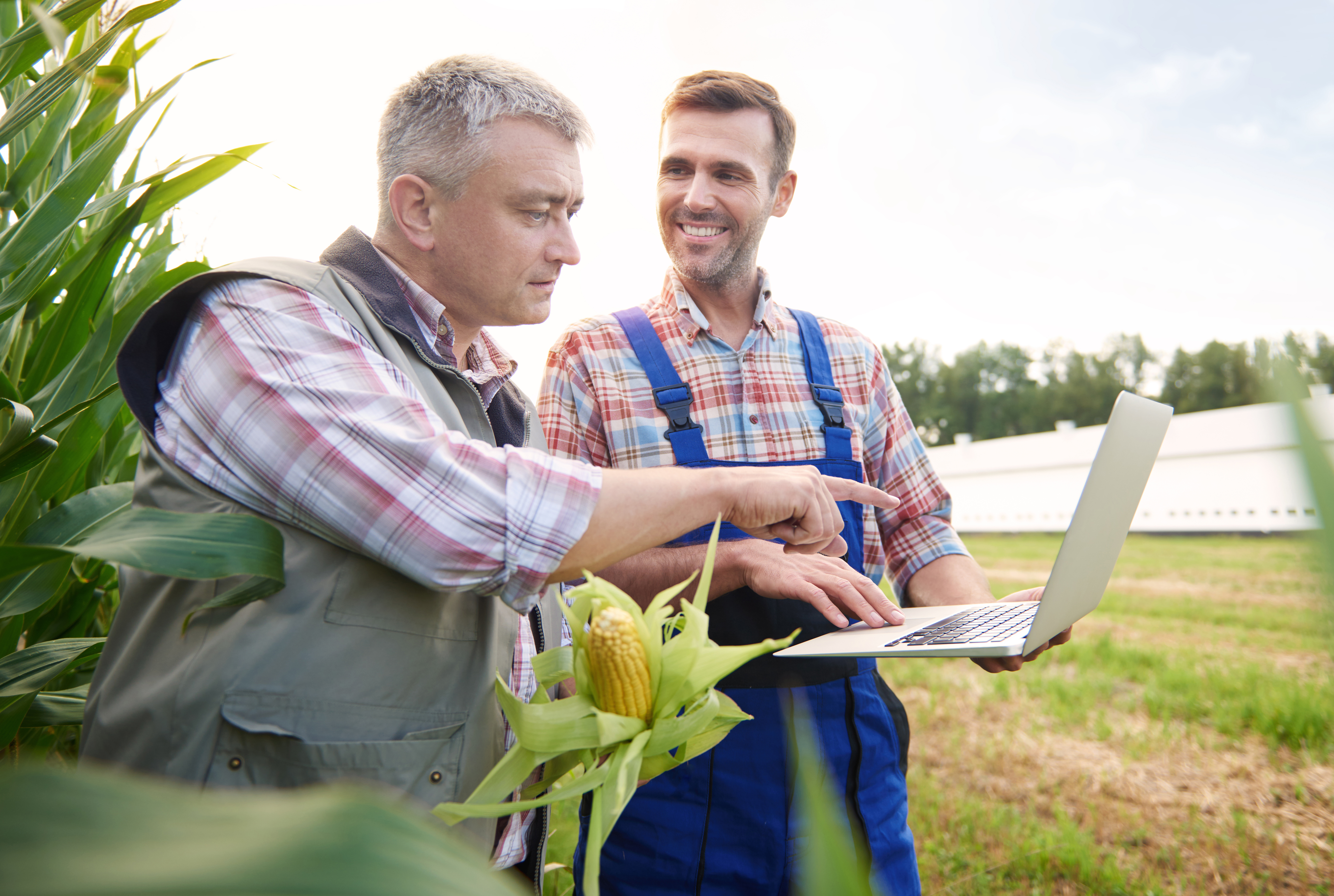 Dois produtores rurais observando dados em laptop no campo, próximos a uma plantação de milho, discutindo contratos de crédito rural.Dois produtores rurais observando dados em laptop no campo, próximos a uma plantação de milho, discutindo contratos de crédito rural.