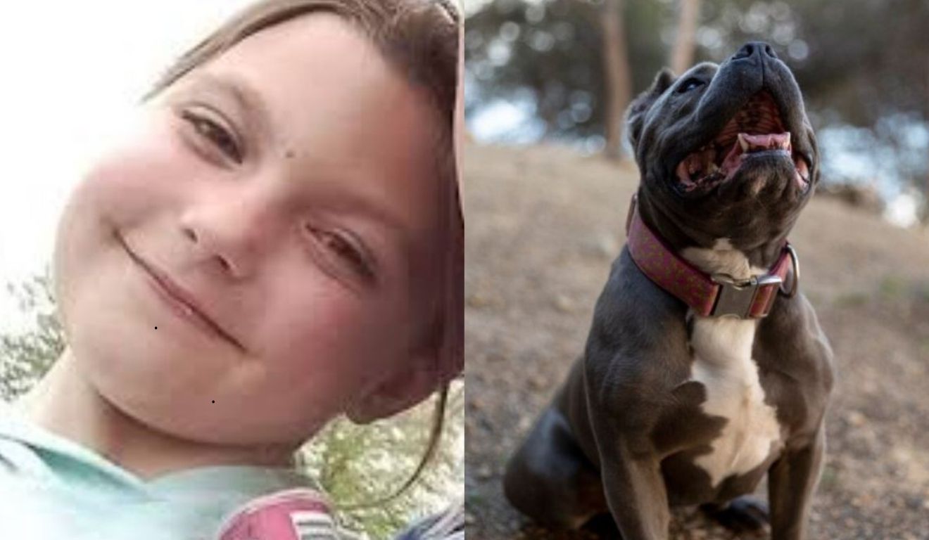 menina morta pelo buldogue