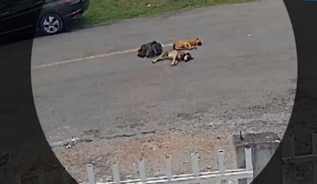 cães dormindo na rua
