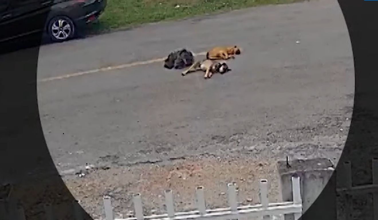 cães dormindo na rua
