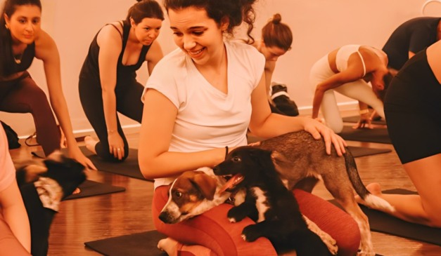 puppy yoga em restaurante Malauí