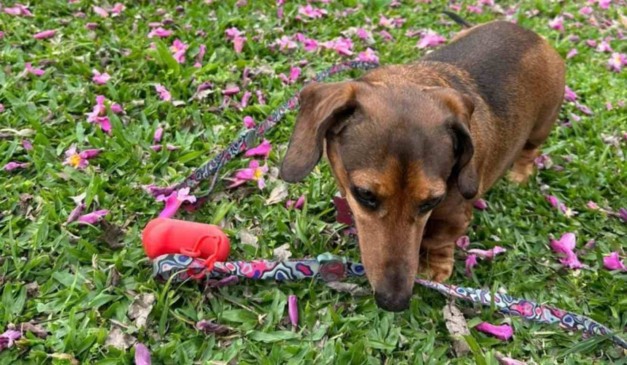 Cachorra salsinha no parque barigui