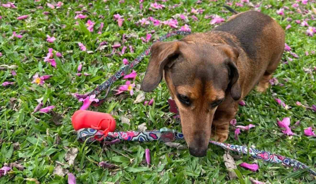 Cachorra salsinha no parque barigui