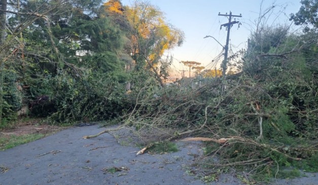 árvore caída em Curitiba após temporal