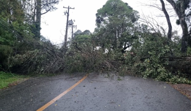 queda de árvore após temporal em Curitiba