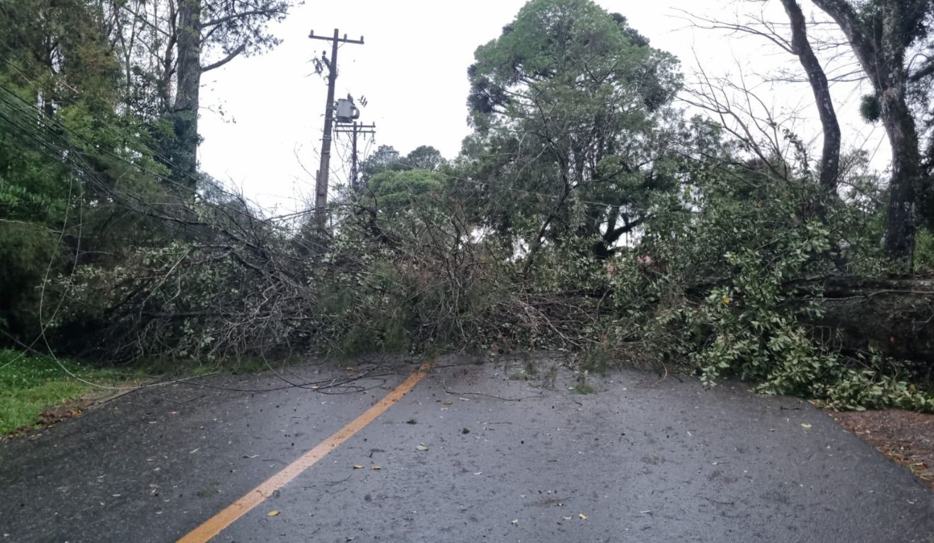 queda de árvore após temporal em Curitiba