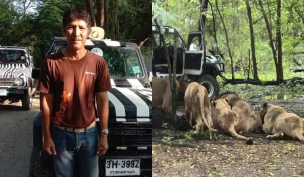 Tratador de zoológico morto por leões