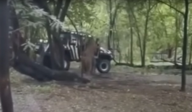 Tratador de zoológico é atacado por leões