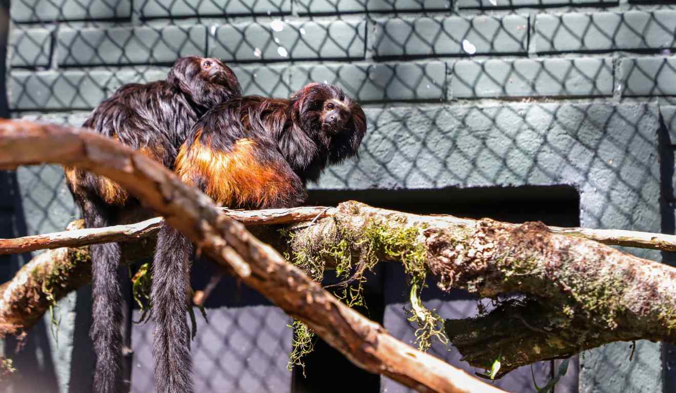 Micos-leões-pretos.