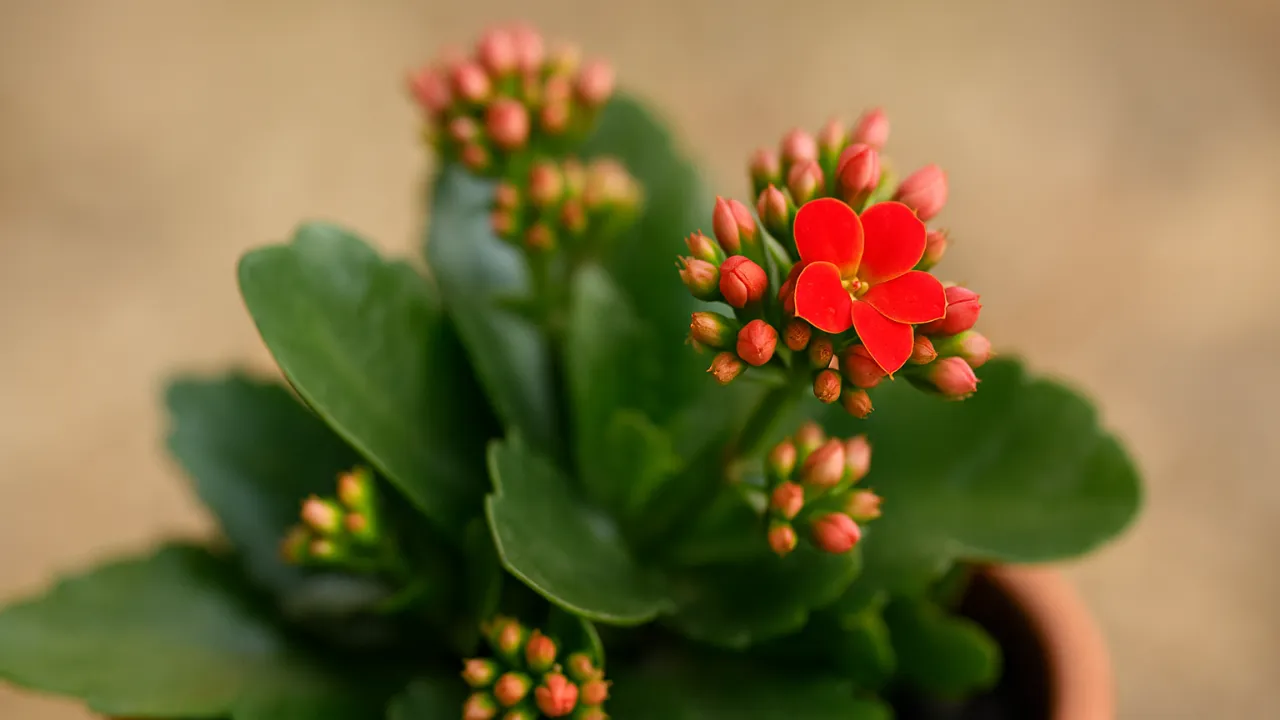 3 truques para multiplicar a flor-da-fortuna e garantir floração abundante