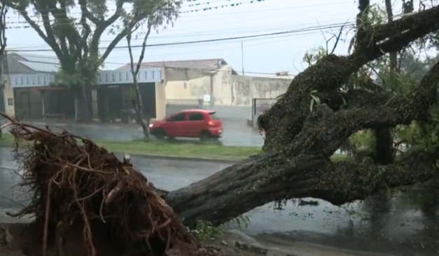 temporal no paraná derruba árvore no norte
