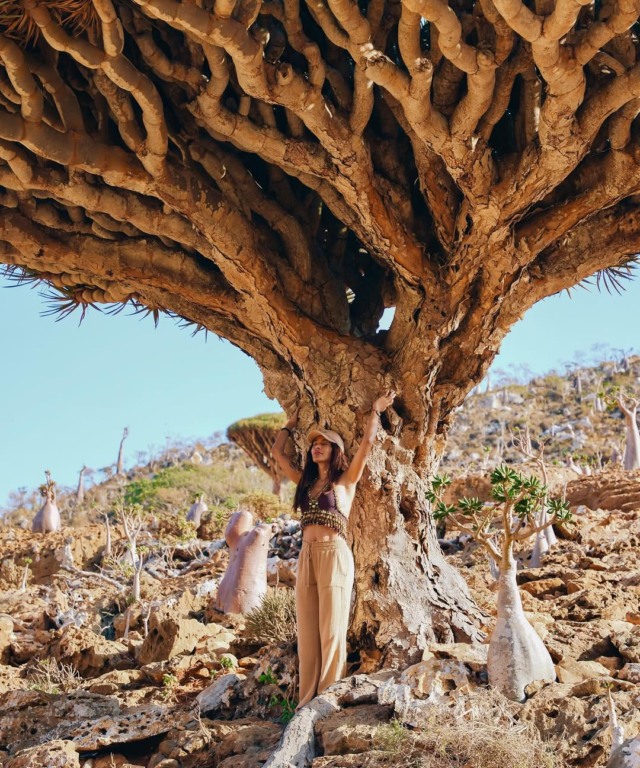 Anitta fotografa a árvore Sangue-de-Dragão, espécie rara do Iêmen