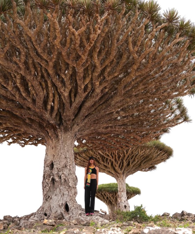 Anitta fotografa a árvore Sangue-de-Dragão, espécie rara do Iêmen