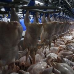 Frigorífico de aves no Paraná; estado espera retomar receita milionária com exportações à Malásia