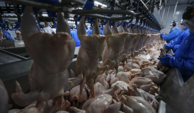 Frigorífico de aves no Paraná; estado espera retomar receita milionária com exportações à Malásia