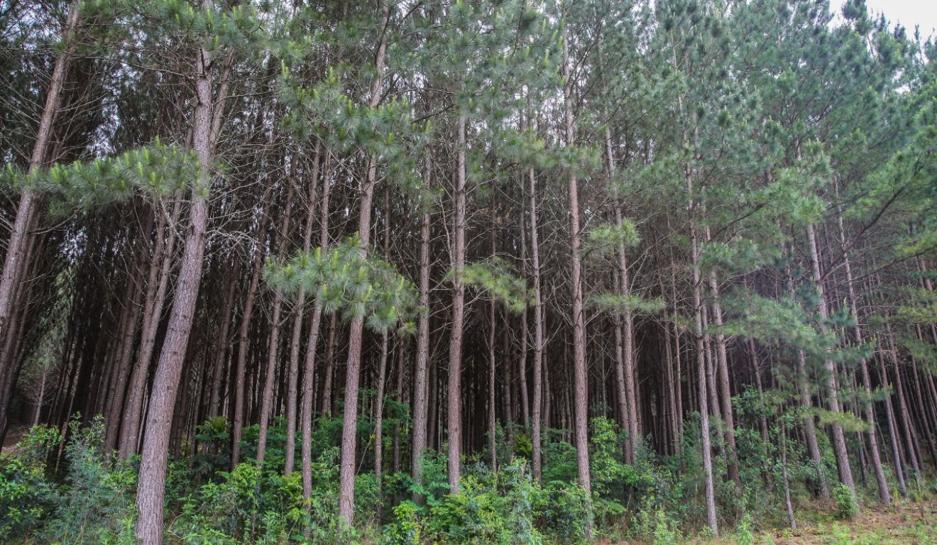 Floresta de pinus no Paraná