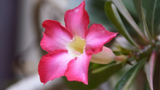 Rosa-do-deserto - Foto by Freepik