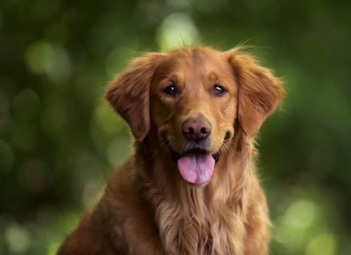 Foto de foco seletivo de um adoravel golden retriever ao ar livre