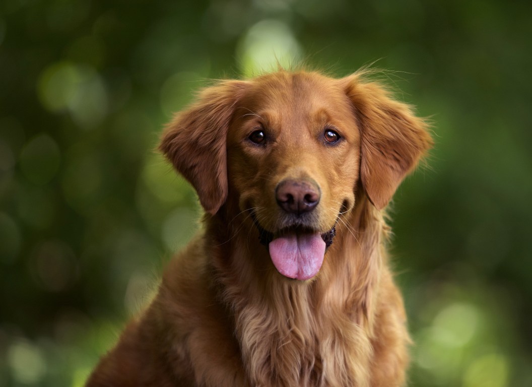 Foto de foco seletivo de um adoravel golden retriever ao ar livre