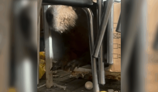 Imagem da capivara dentro da panificadora.