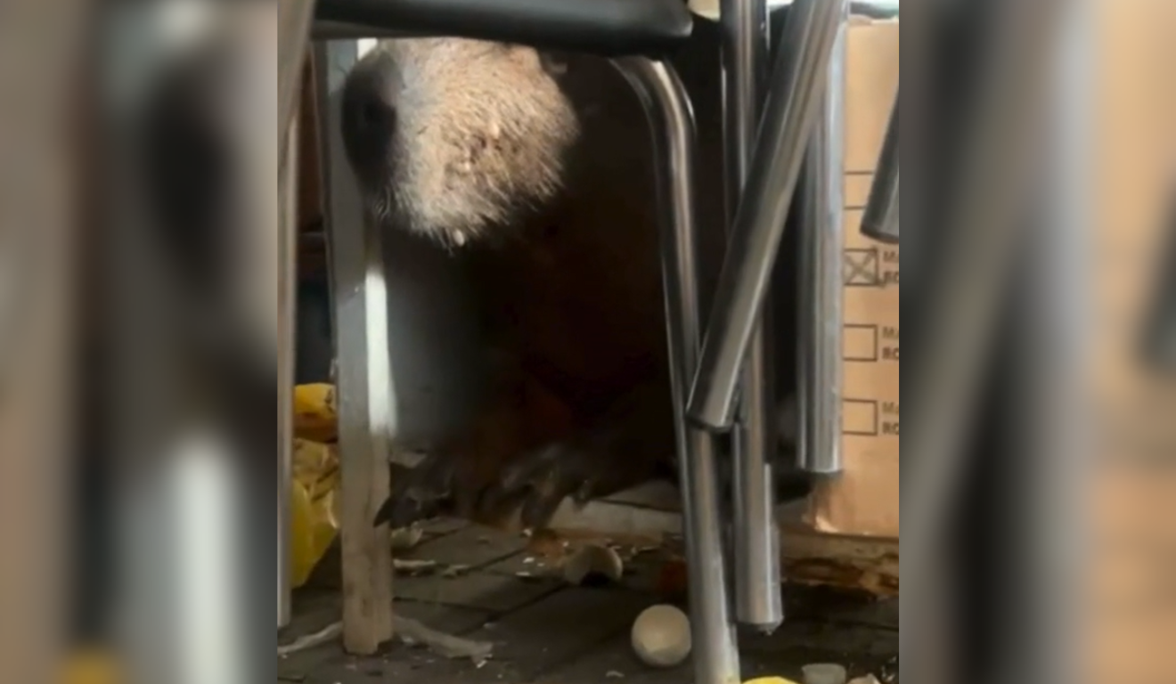 Imagem da capivara dentro da panificadora.