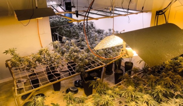 estufa de maconha encontrada na mansão