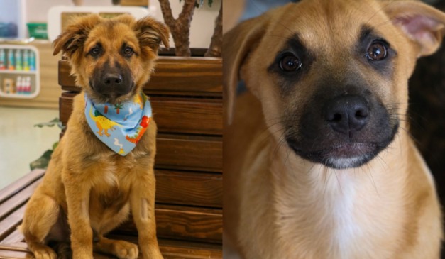 Estudantes da PUCPR promovem evento beneficente em apoio à causa animal