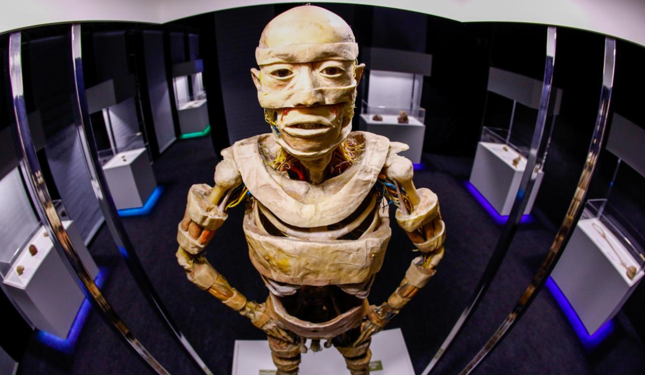 corpo em exposição na A exposição Human Bodies – Maravilhas do Corpo Humano 